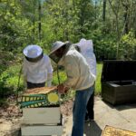 Residents at Lakewood Retirement Community plant wildflowers for Honeybees 6