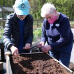 Lakewood residents team up to plant wildflowers for the Honeybees