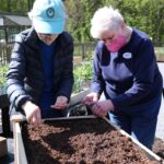 Lakewood residents team up to plant wildflowers for the Honeybees