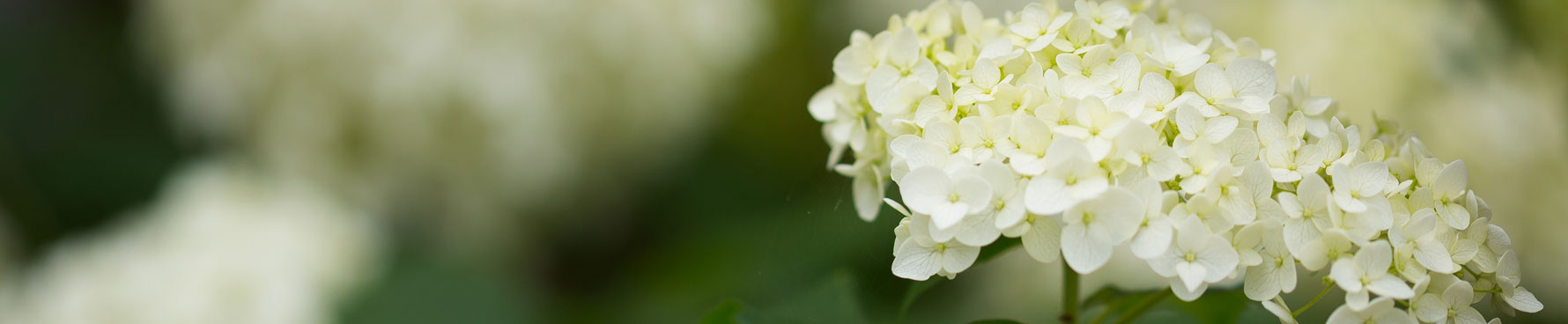 Pretty white flowers