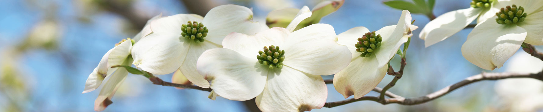 Flowers on tree