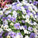 Beautiful photo of purple and white spring flowers at Lakewood Senior Living