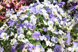 Beautiful photo of purple and white spring flowers at Lakewood Senior Living