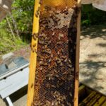 Residents at Lakewood Retirement Community plant wildflowers for Honeybees 8